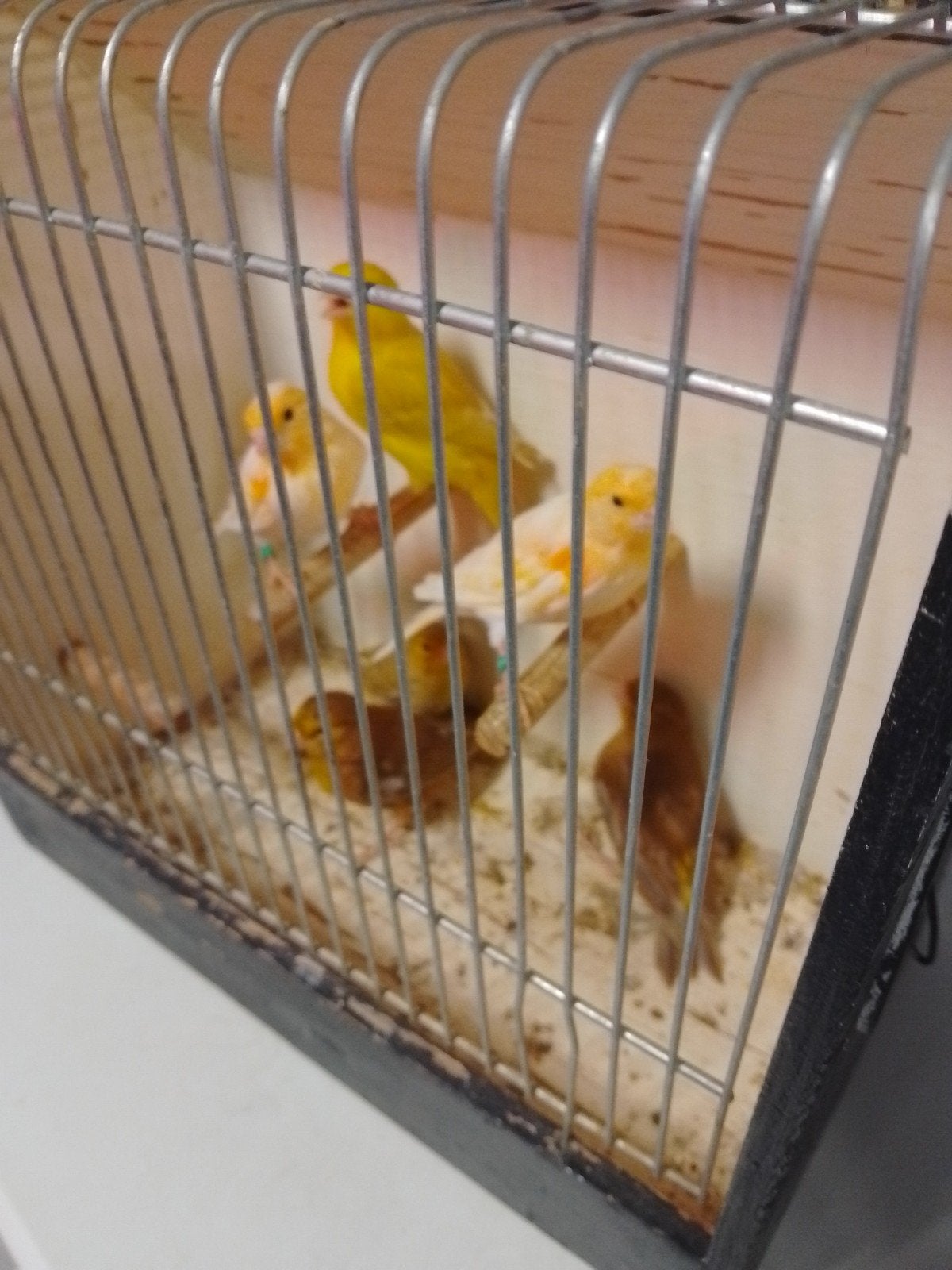 COULEURS DIFFÉRENTES, TRÈS BONS CANARIS QUI SIFFLENT, Animaux & Accessoires, Oiseaux | Canaris, Plusieurs animaux, Canari chanteur