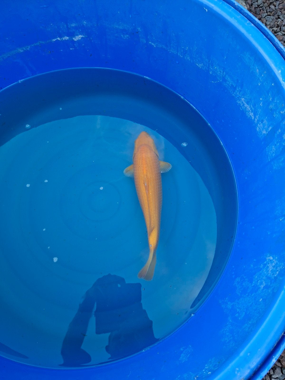 Japanse koi karashigoi, Dieren en Toebehoren, Karper of Koi