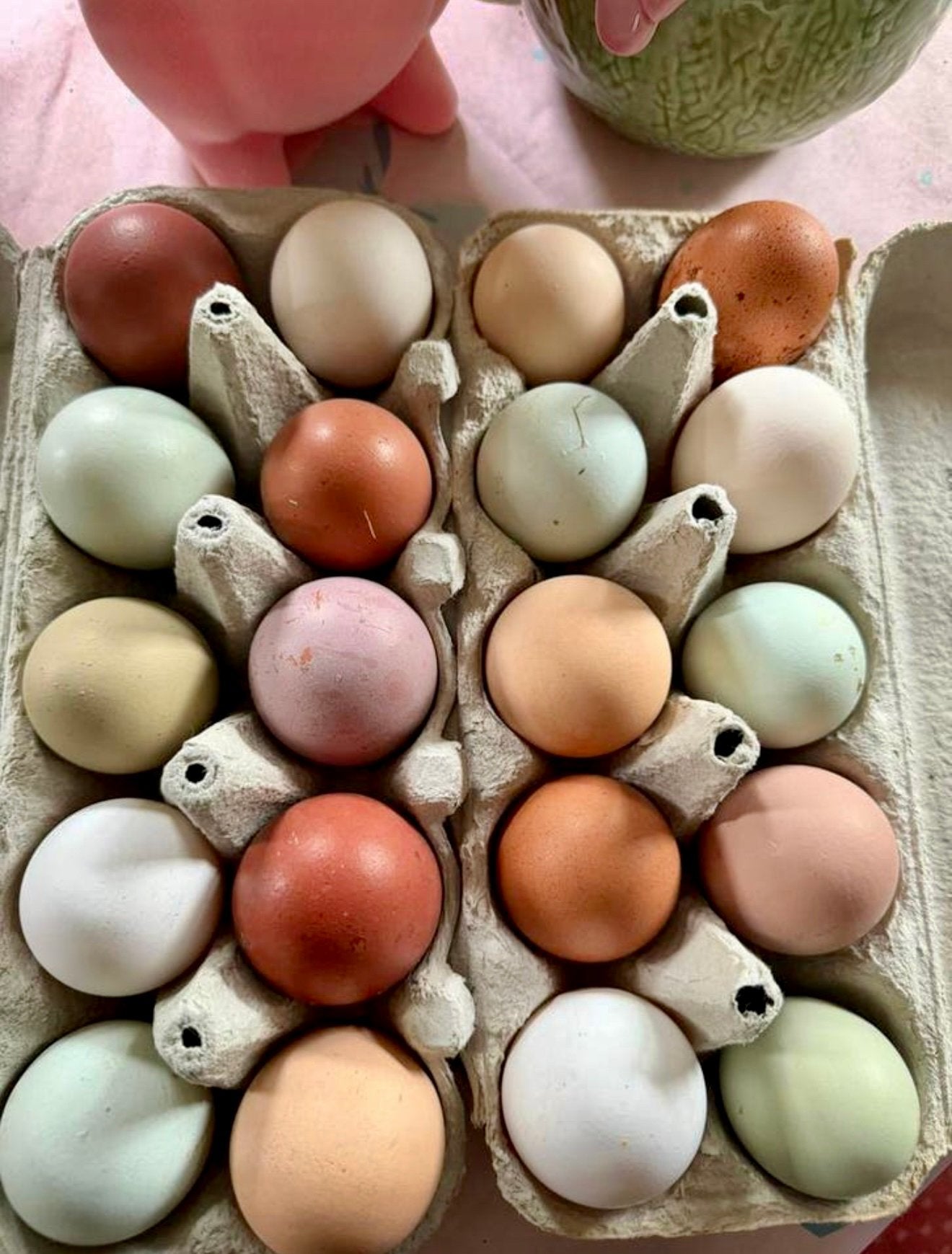 Oeufs fecondés, Animaux & Accessoires, Enlèvement, Neuf