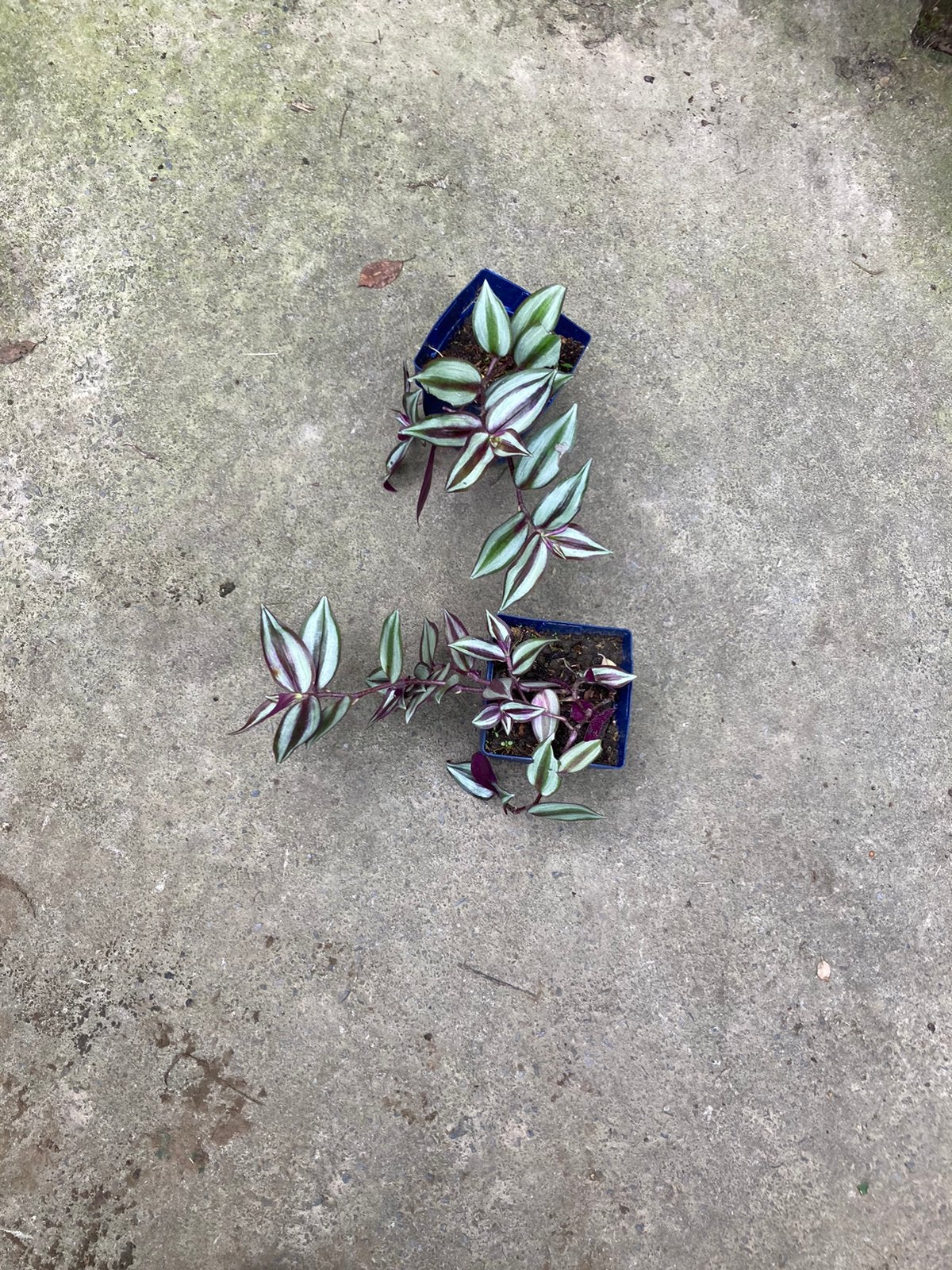 Vaderplant - tradescantia, Handtassen en Accessoires, Bedels, Ophalen, Zo goed als nieuw