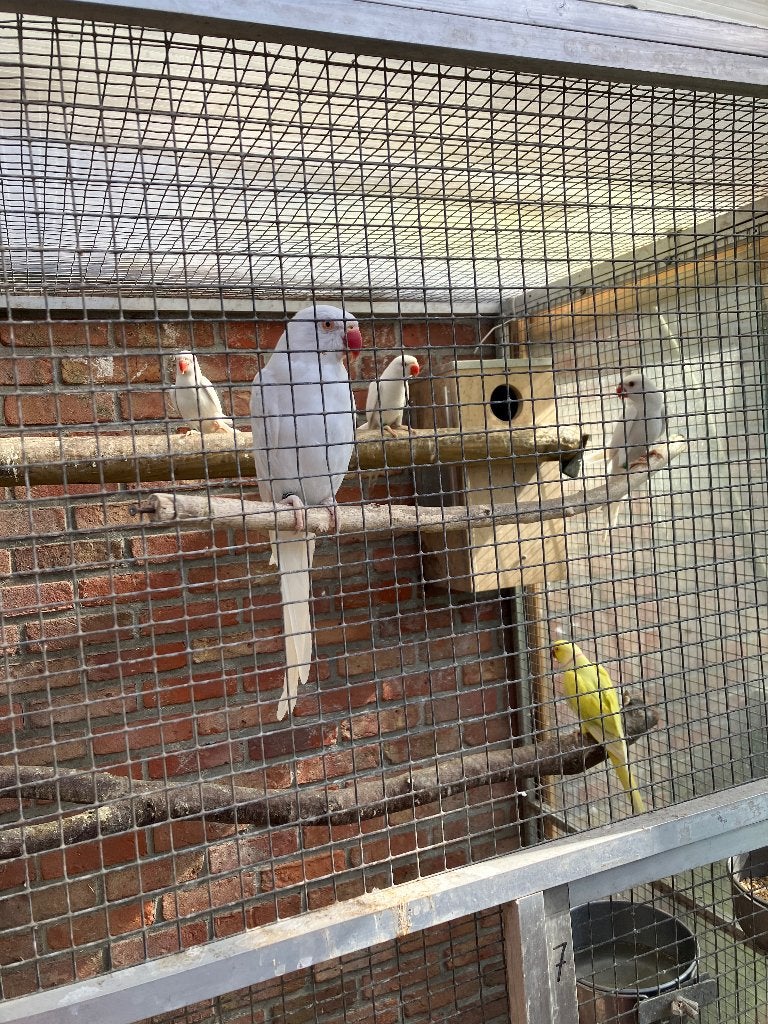 2-1 Albino halsbandparkieten 2026, Dieren en Toebehoren, Meerdere dieren, Parkiet, Geringd