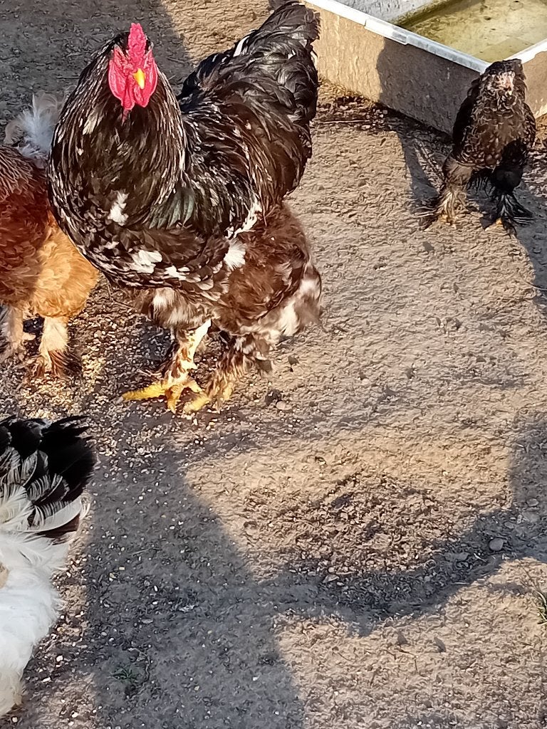 Brahma haan zwart wit gepareld, Dieren en Toebehoren, Pluimvee, Mannelijk, Kip