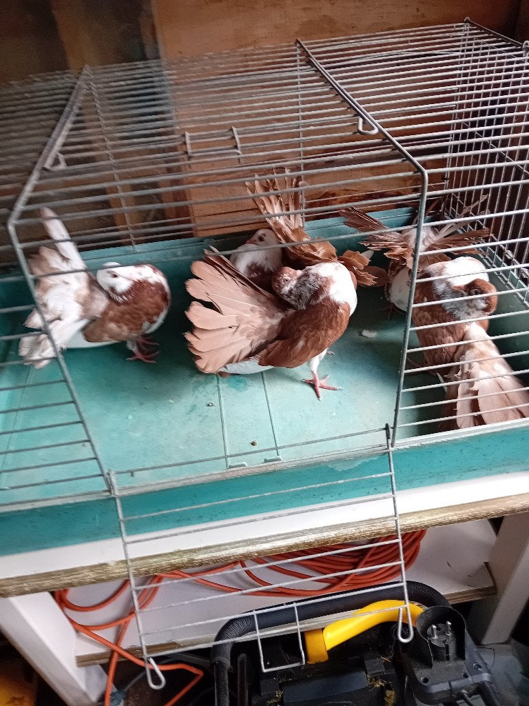Amerikaanse Pauwstaartjes, Dieren en Toebehoren, Meerdere dieren, Overige soorten