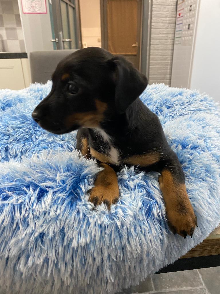 Jack Russel pups uit geteste ouders, Dieren en Toebehoren, België, Fokker | Hobbymatig, Jack Russell Terriër, 8 tot 15 weken