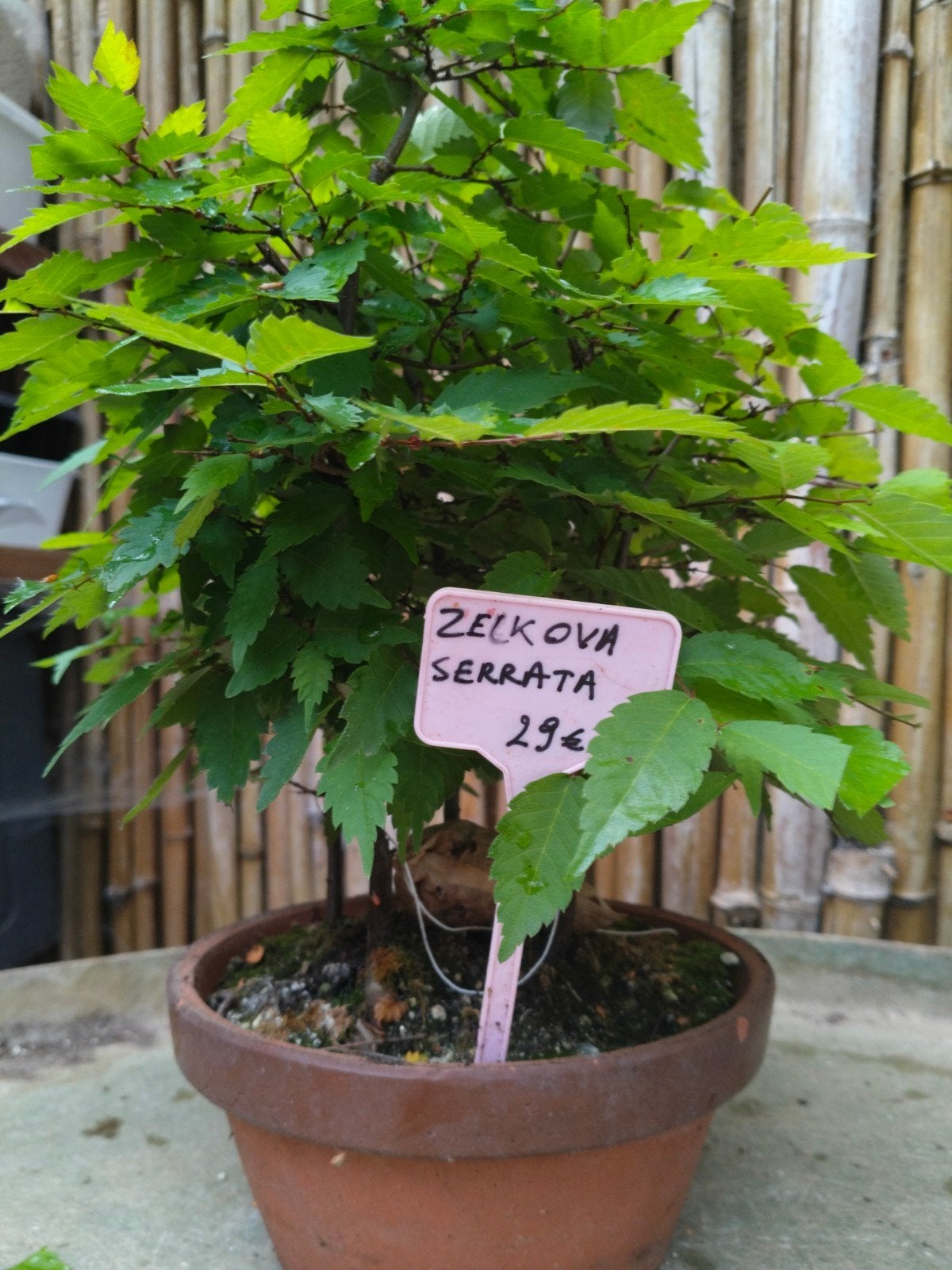 Zelkova serrata bonsai, Tuin en Terras, Planten | Bomen, Ophalen