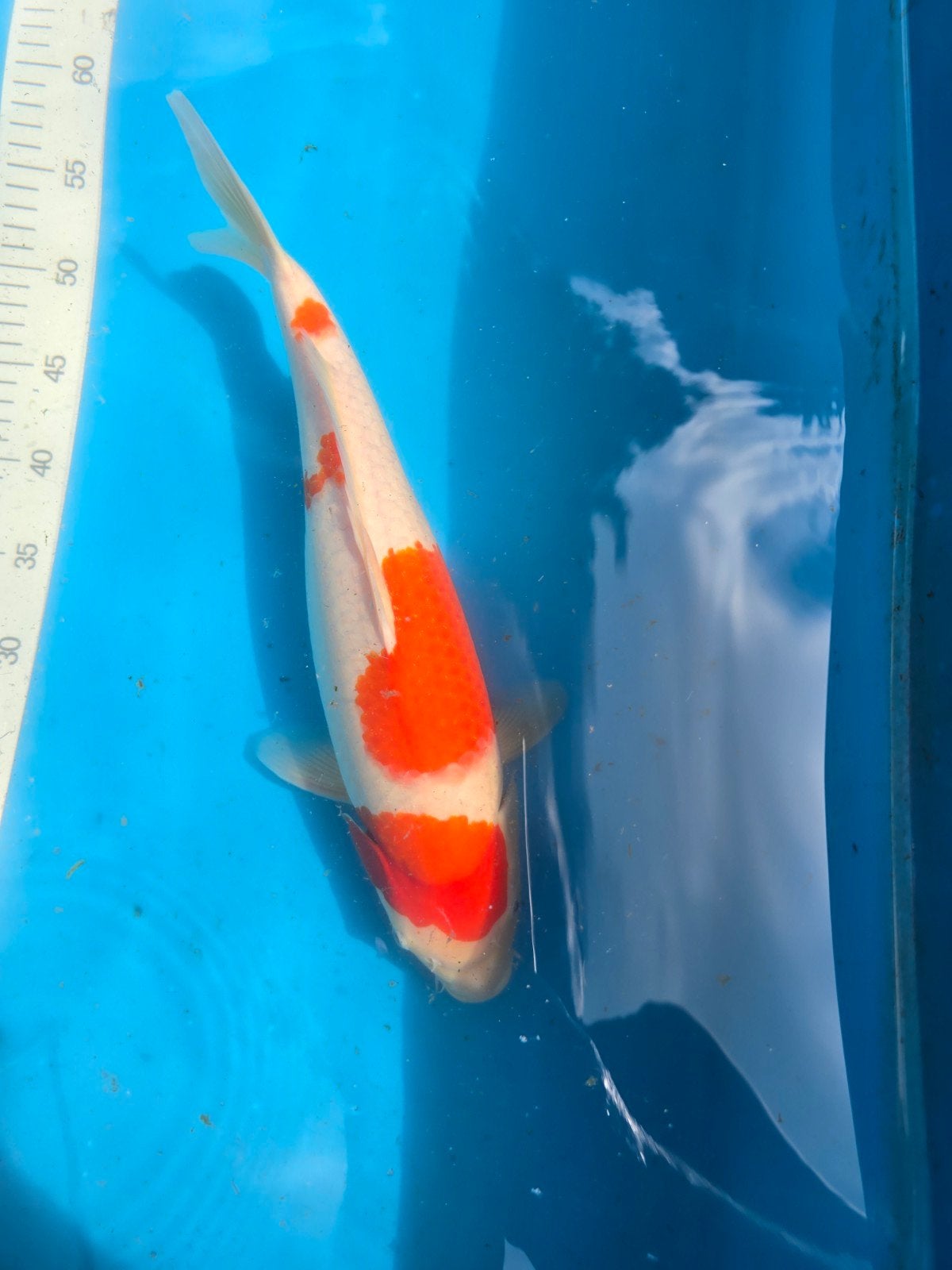 Très beau Kohaku 40-45 cm, Animaux & Accessoires