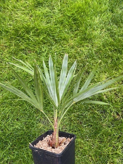 Trachycarpus princeps X wagnerianus., Jardin & Terrasse, Plantes | Arbres, Enlèvement ou Envoi, En pot, Moins de 100 cm, Plein soleil