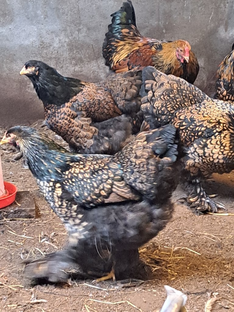 Broedeieren brahma goud zwart groothoender, Dieren en Toebehoren, Meerdere dieren, Kip