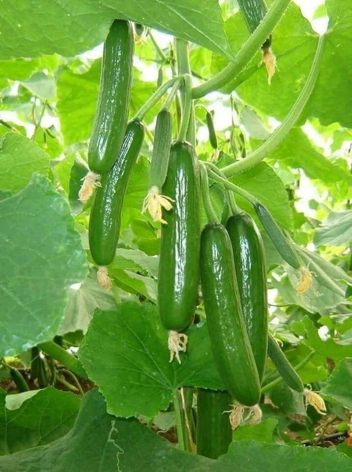 Tuinplanten, Jardin & Terrasse, Bulbes & Semences, Enlèvement