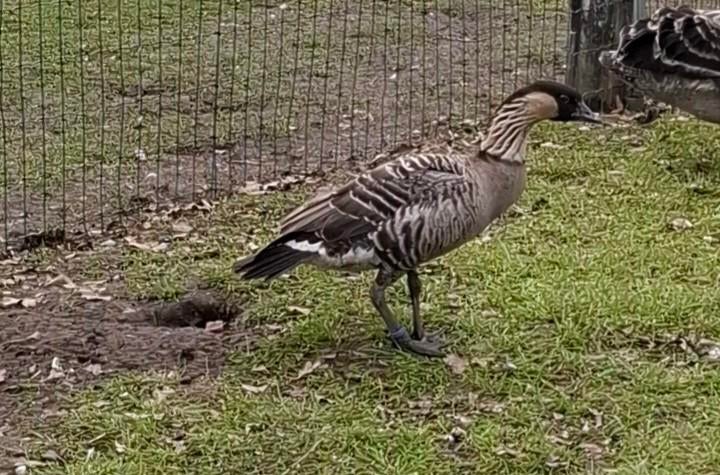 Hawaii gans man, Dieren en Toebehoren, Mannelijk, Gans of Zwaan