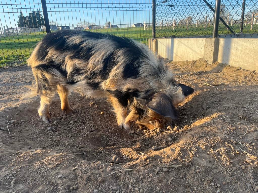Kune kune varken, Mâle, Porcs