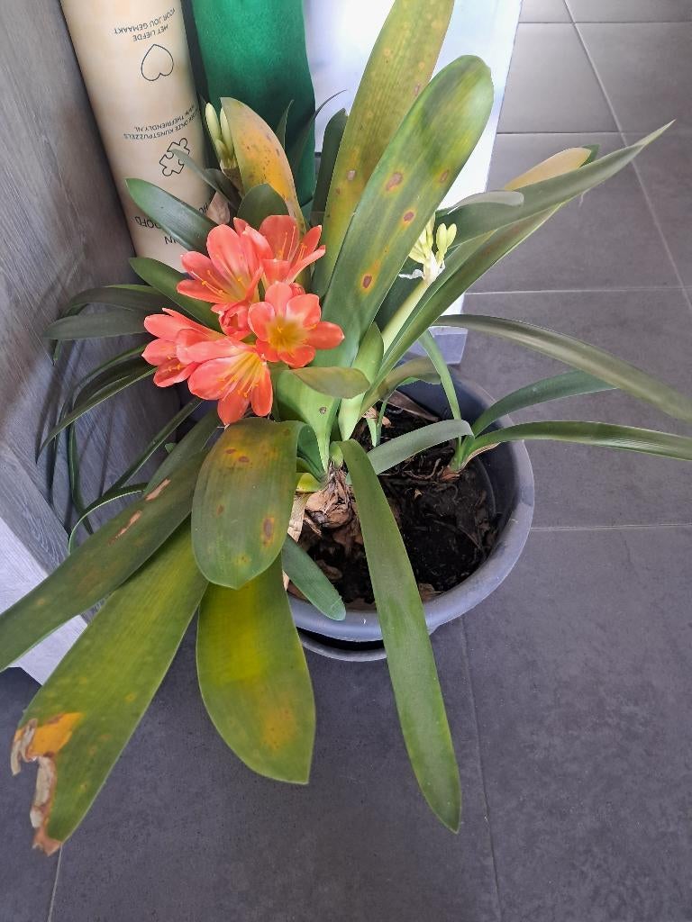 Clivia/ sint jozefsplant, Ophalen, Volledige schaduw, Overige soorten, In pot