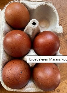 Broedeieren Marans kopernek zwart Hennen en kopernek blauw h, Dieren en Toebehoren, Vrouwelijk, Kip