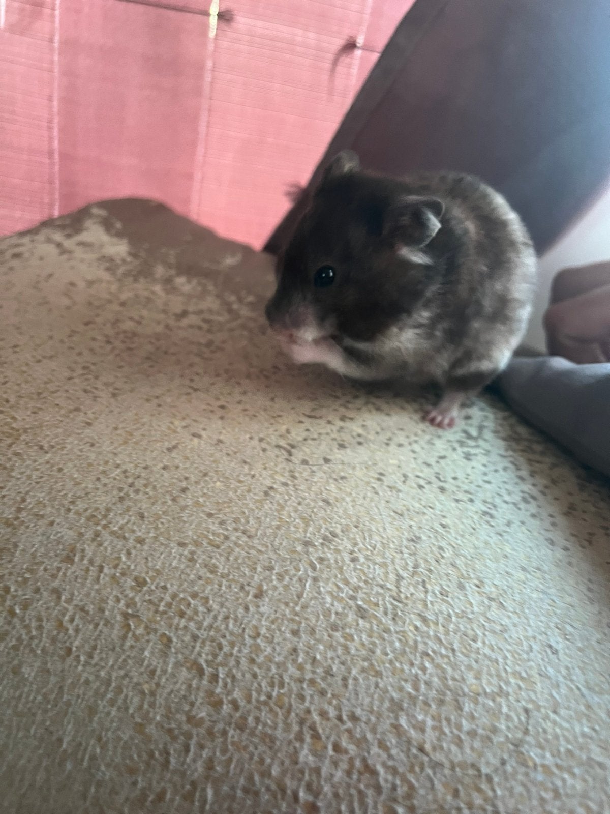 goudhamster vrouwtje, Dieren en Toebehoren, Knaagdieren, Hamster, Maart, Vrouwelijk, Tam