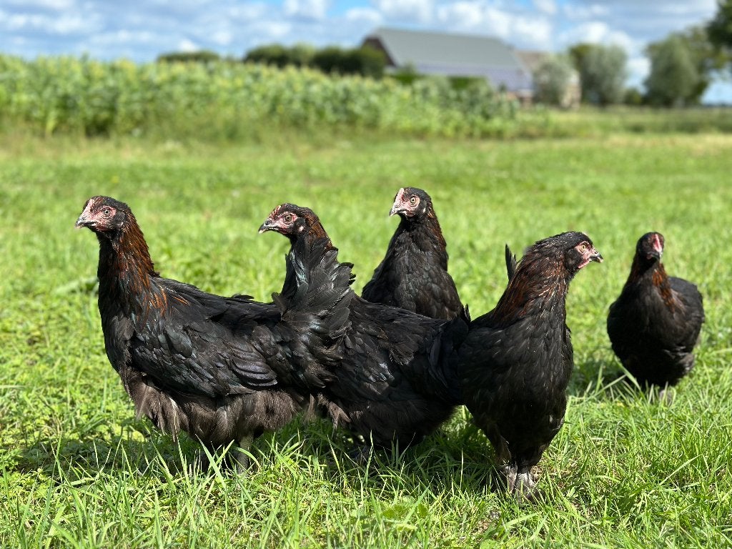 Jonge tamme Marans kippen gesekst & ingeënt