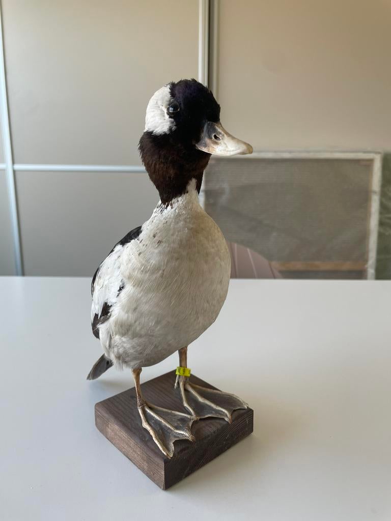 Taxidermie opgezette buffelkopeend, Ophalen of Verzenden, Zo goed als nieuw