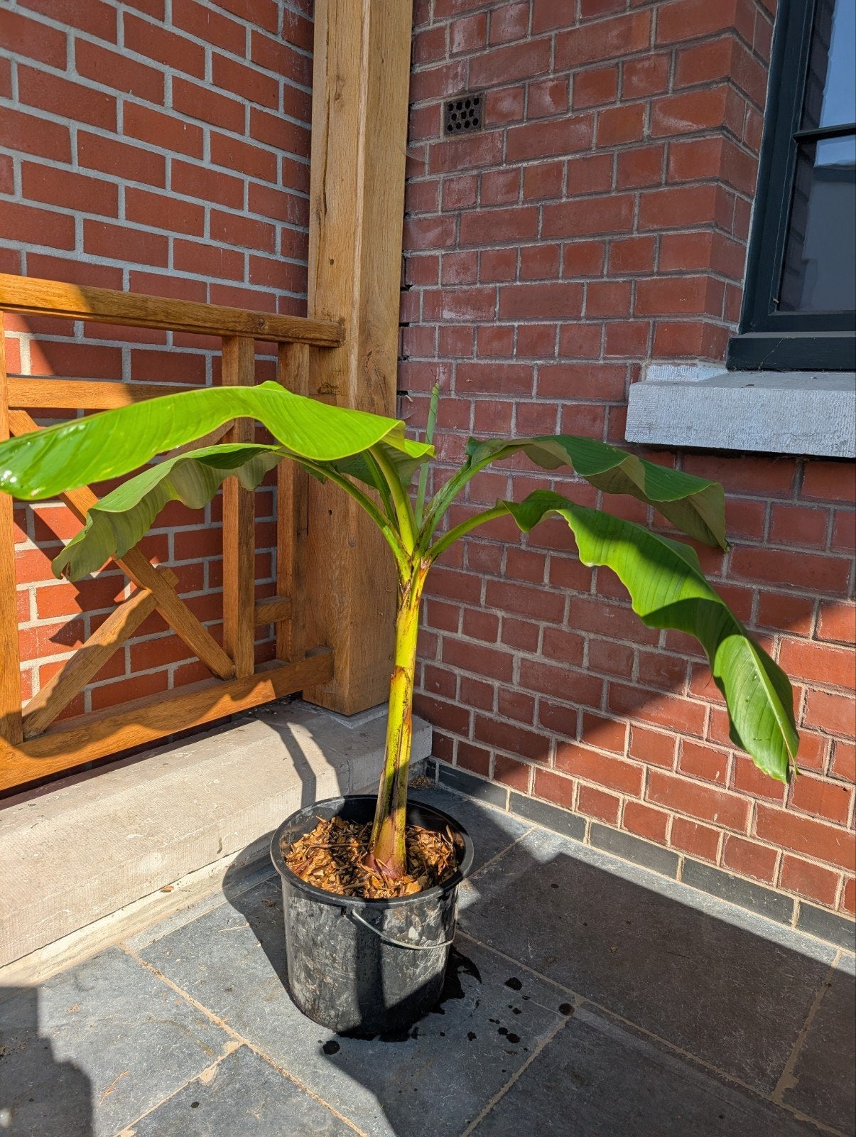 banaan plant Musa basjoo, Ophalen, Zomer, Halfschaduw