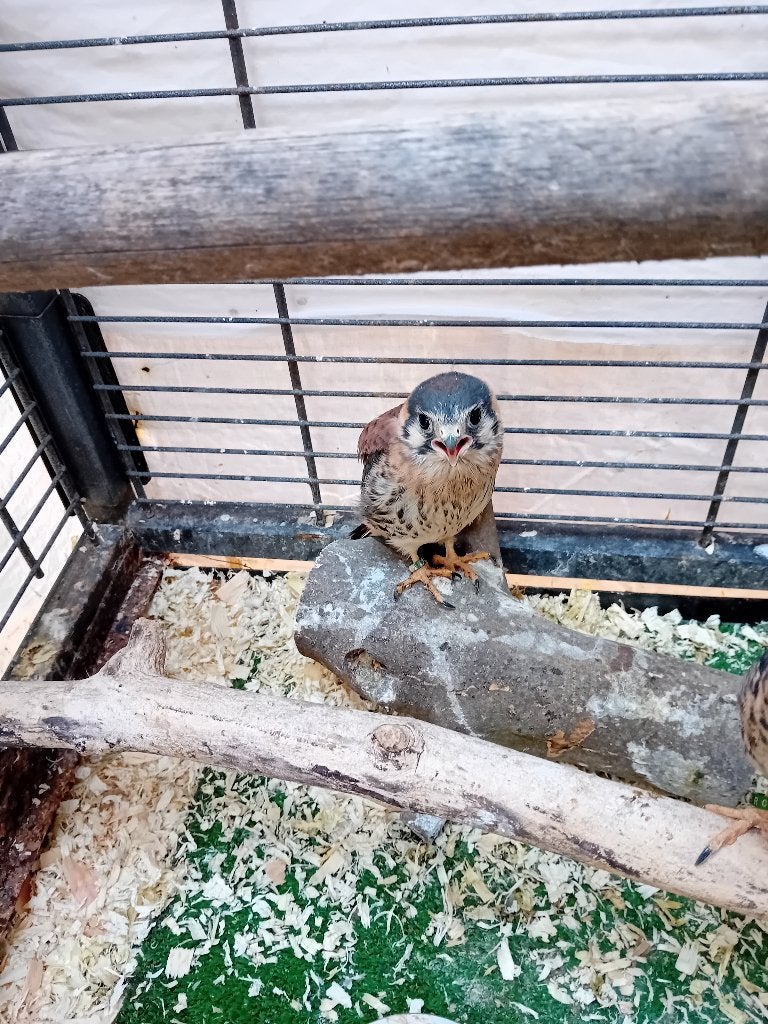 crécerelle américaine, Mâle, Oiseau de proie, Domestique
