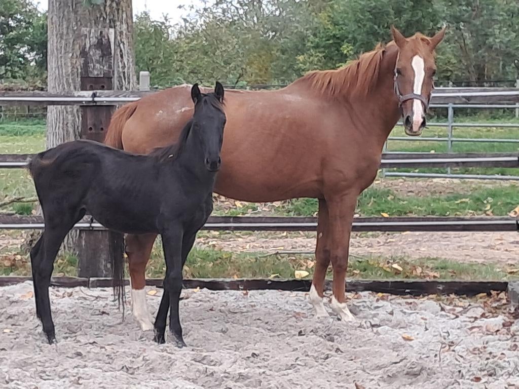 Jaarling uit de moederlijn van Zizi top en Painted Black, Met stamboom, Dressuurpaard, 0 tot 2 jaar, Hengst