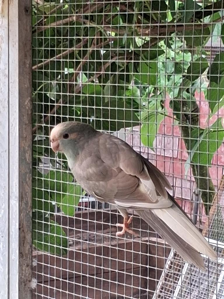 Kakariki, Dieren en Toebehoren, Geringd