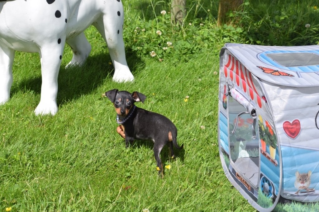 Chiots Pincher, Animaux & Accessoires, Chiens | Bergers & Bouviers, 15 semaines à 1 an, Étranger, Hépatite contagieuse (maladie de Rubarth)
