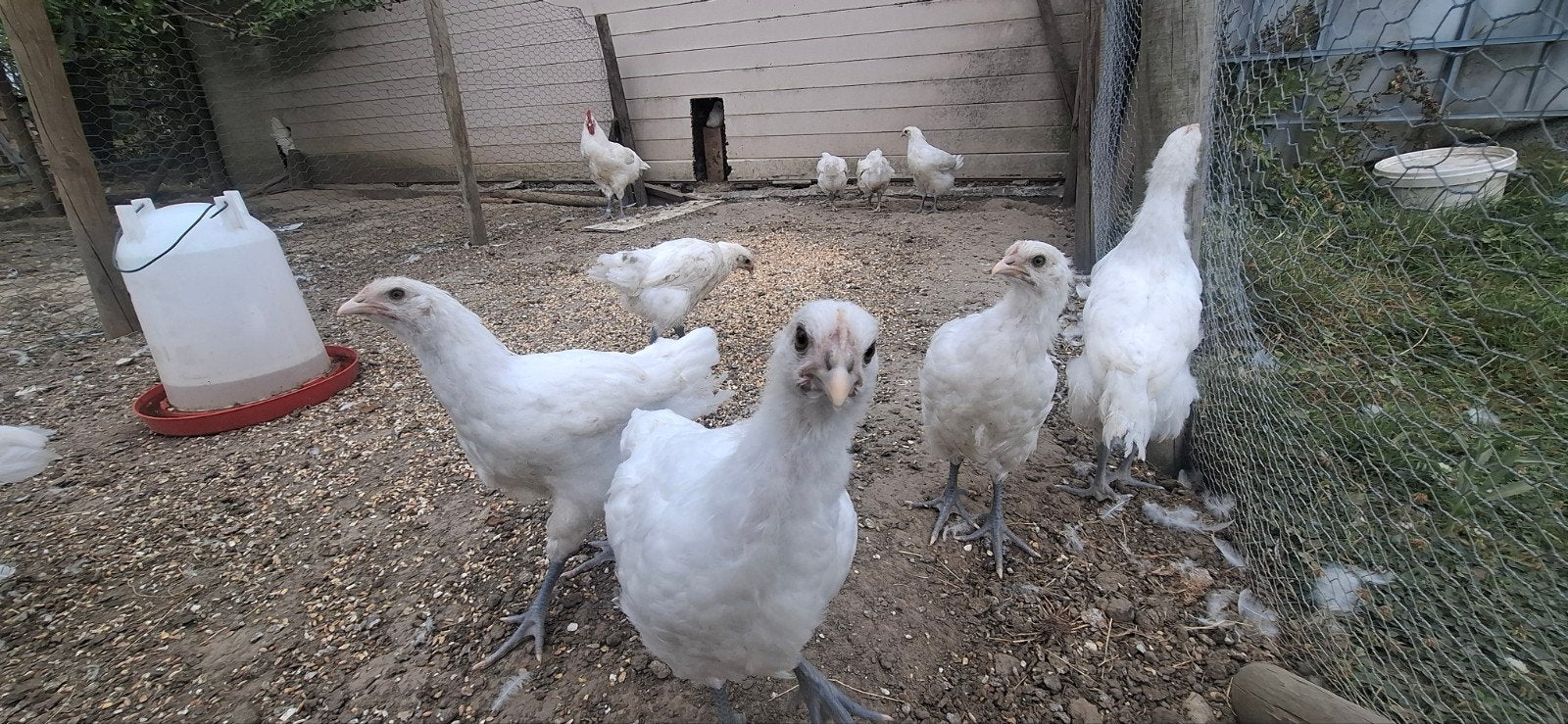 Poule De Bresse  hennen , witte kleur  , raszuiver