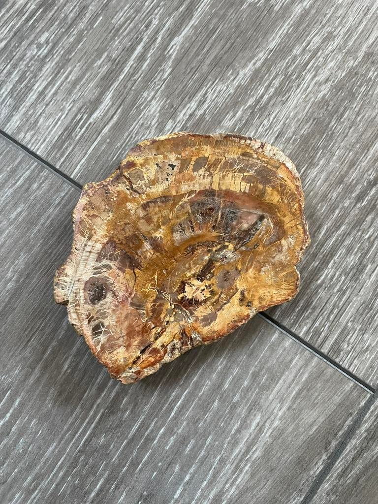Versteend hout, Verzamelen, Ophalen of Verzenden, Fossiel