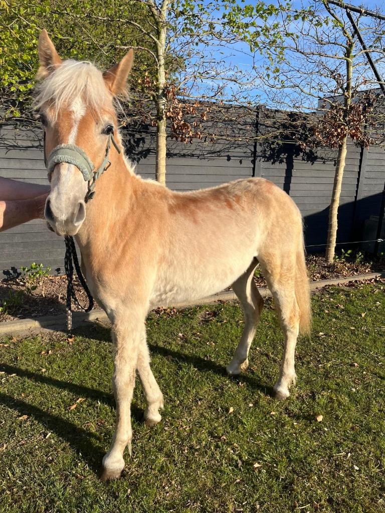 Haflinger merrie "Roos" (2025), Dieren en Toebehoren, Paarden, Merrie, Onbeleerd, Minder dan 160 cm, 0 tot 2 jaar, Recreatiepaard