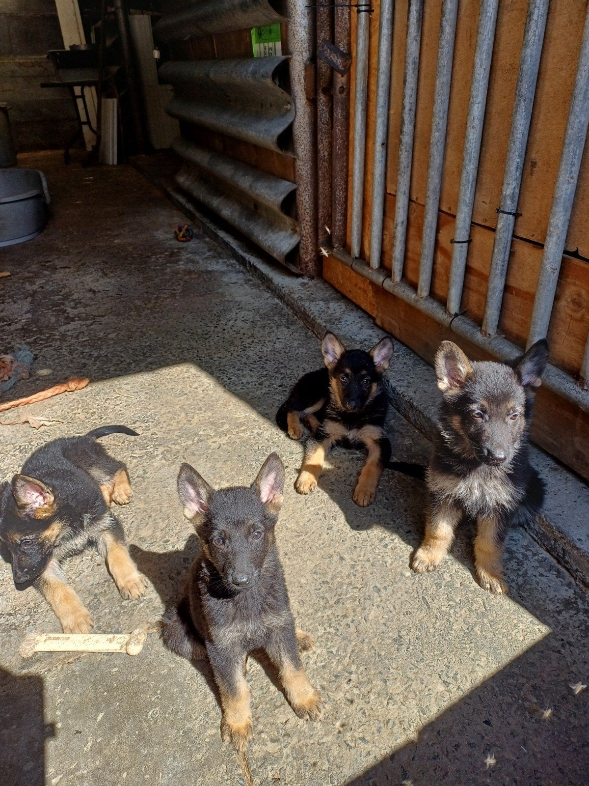Duitse herders pups, Maladie de Carré (chiens), Chienne, 8 à 15 semaines, Plusieurs