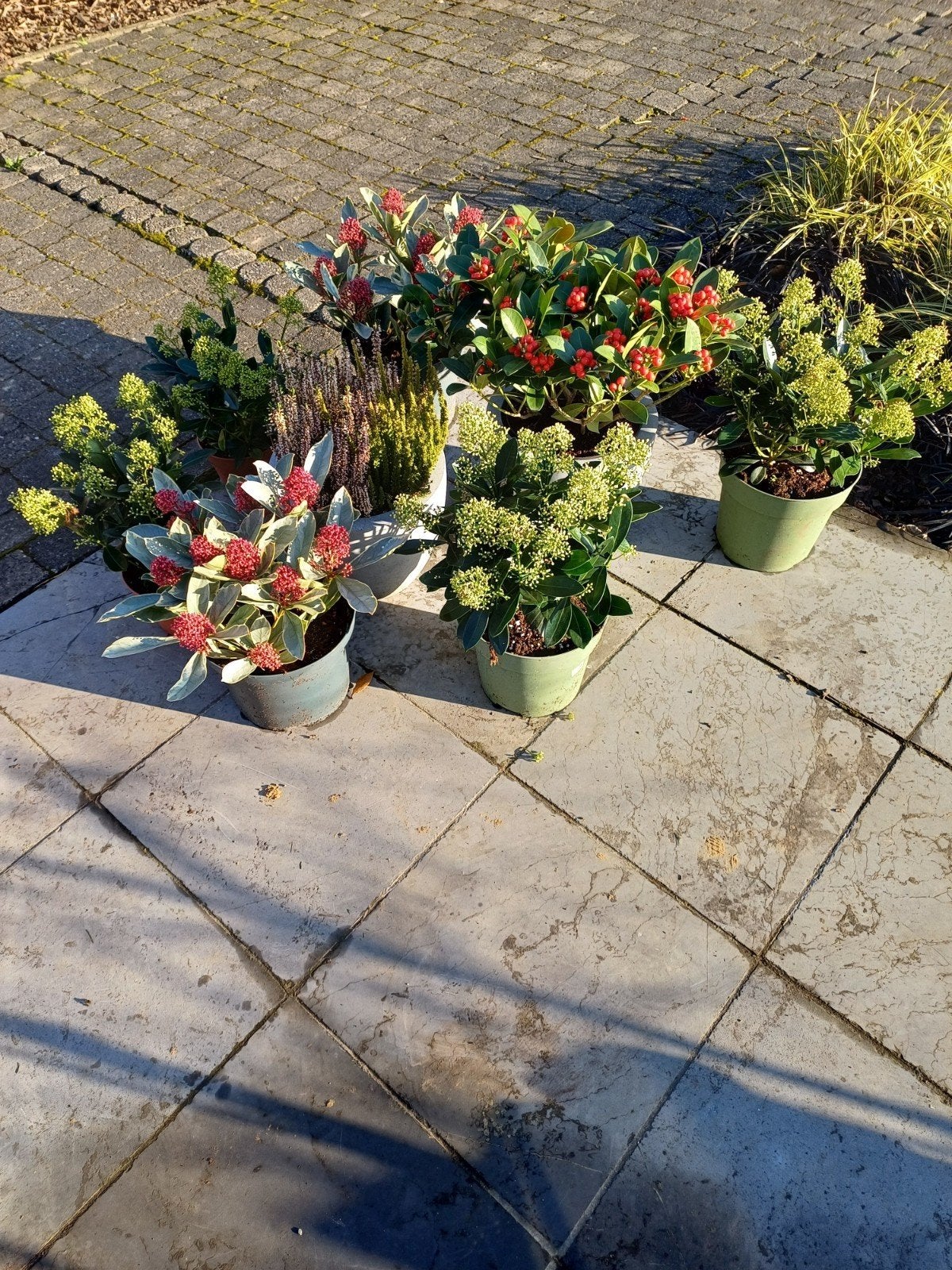 Skimmia, Tuin en Terras, Ophalen