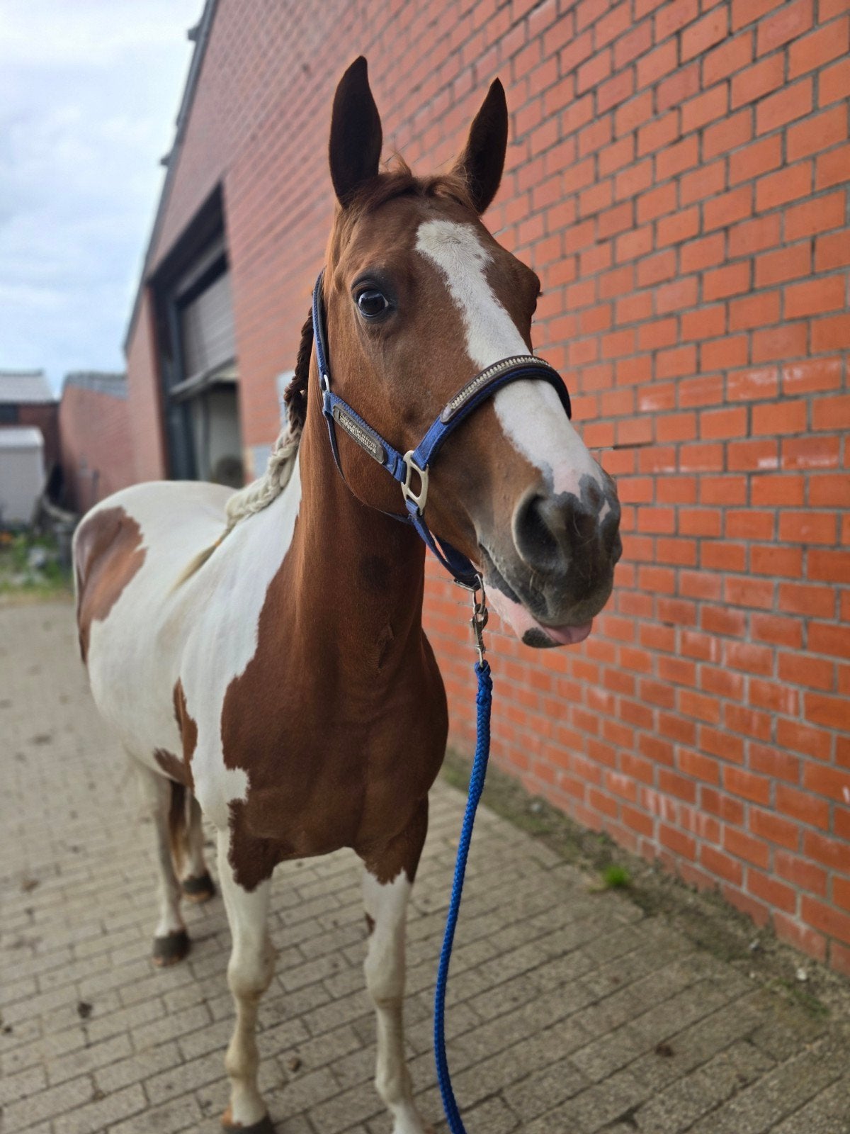 Lieve merrie zoekt liefdevol thuis, Minder dan 160 cm, Zadelmak, Westernpaard, 11 jaar of ouder