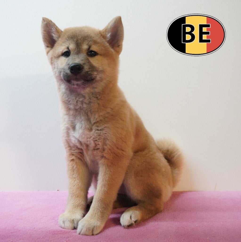 Shiba Inu, Belgische pups te koop, Dieren en Toebehoren, Parvo, België, 8 tot 15 weken, Meerdere