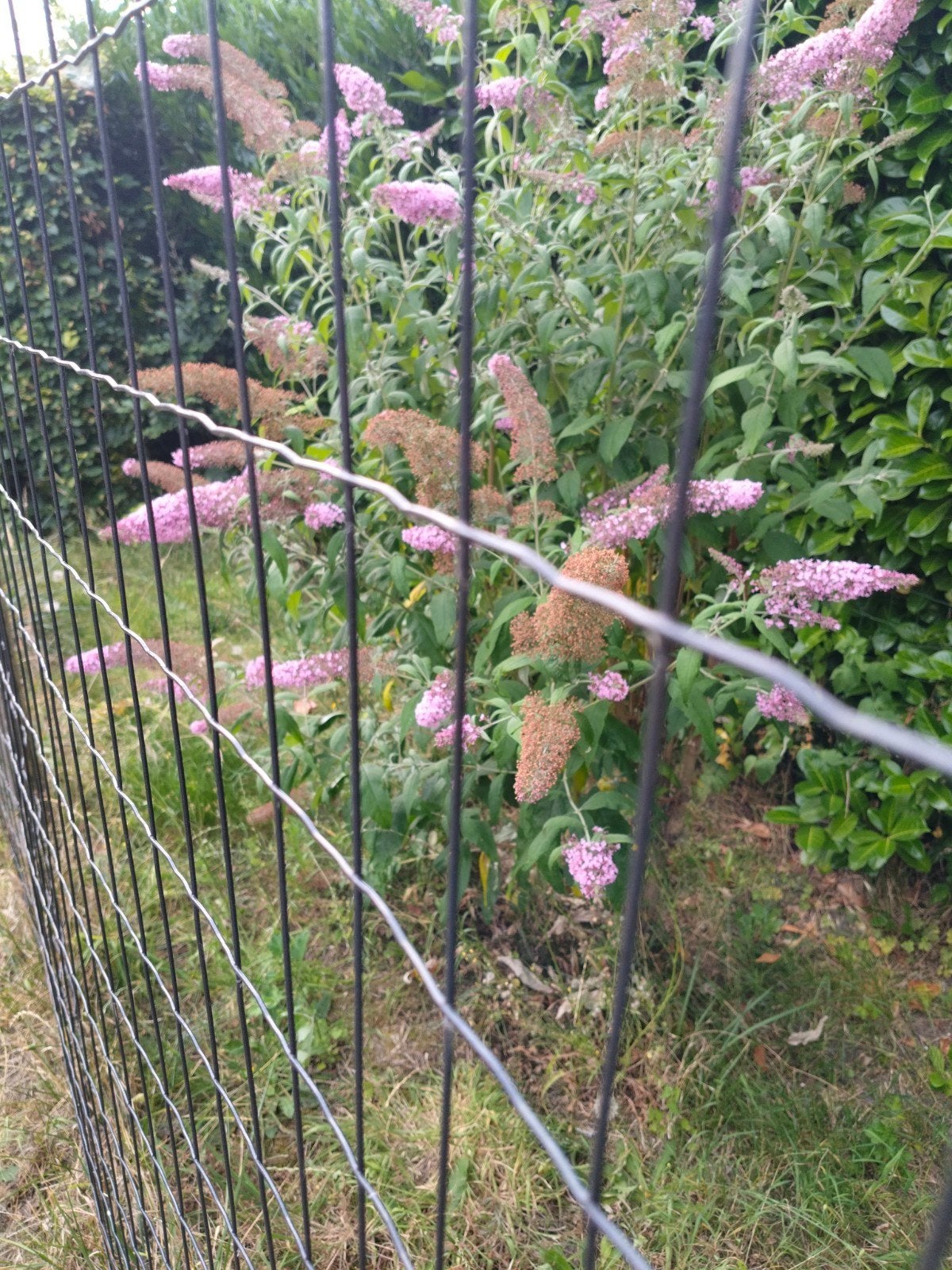 Betafence Pan tuingaas Essential 152 cm hoog antraciet, Ophalen of Verzenden