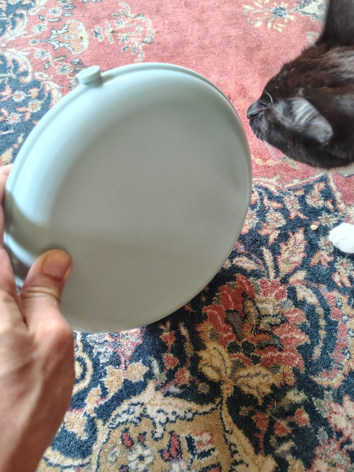 Fresk Aleska cooling disc, koelschijf, koelelement konijn, Dieren en Toebehoren, Ophalen of Verzenden, Nieuw, Overige typen