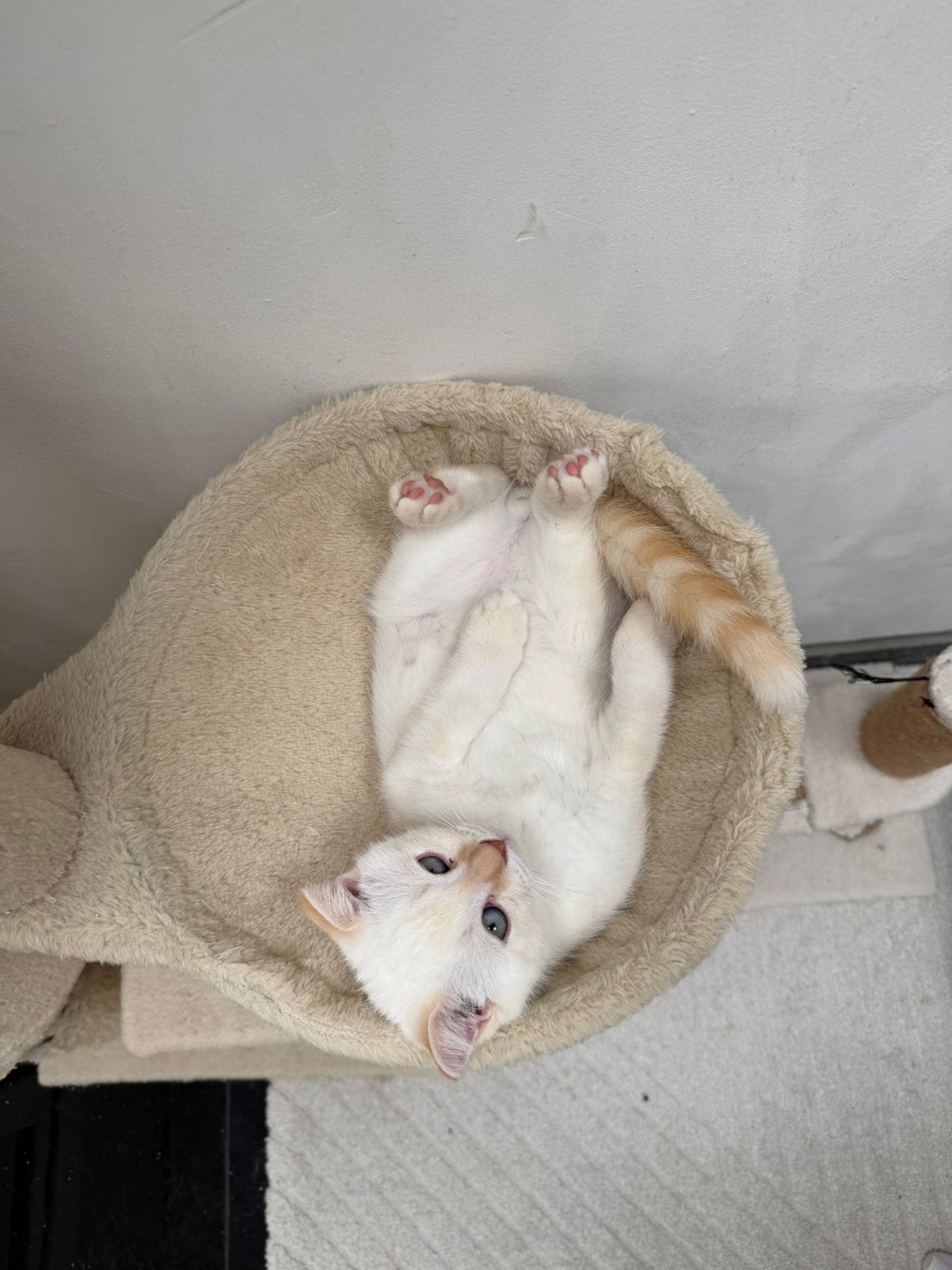 Scottish fold et British shorthair, Dieren en Toebehoren, Kattenmanden, Zo goed als nieuw, Ophalen