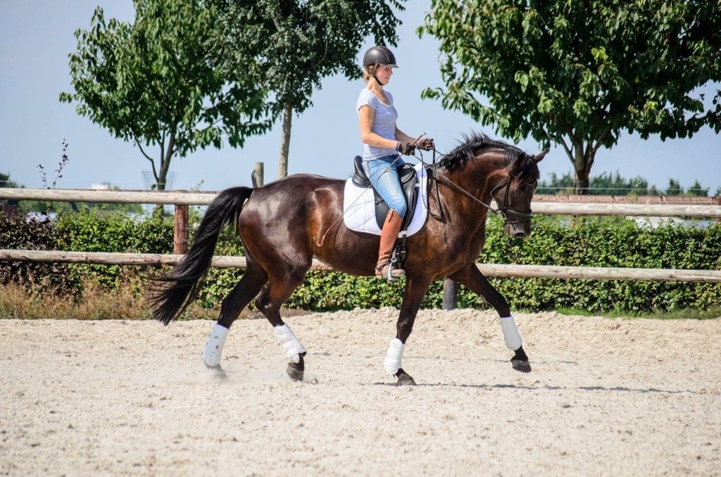 Mooi ervaren zwarte merrie (leermeester), Cheval de dressage, Z, 11 ans ou plus, Avec pedigree