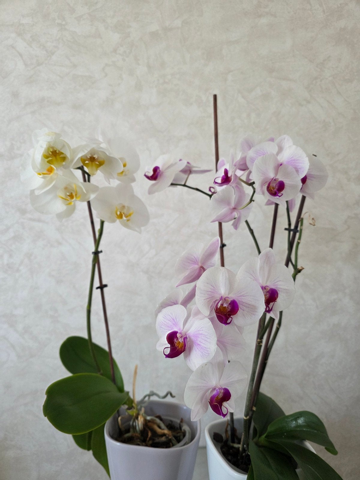 Orchideeën, Ophalen