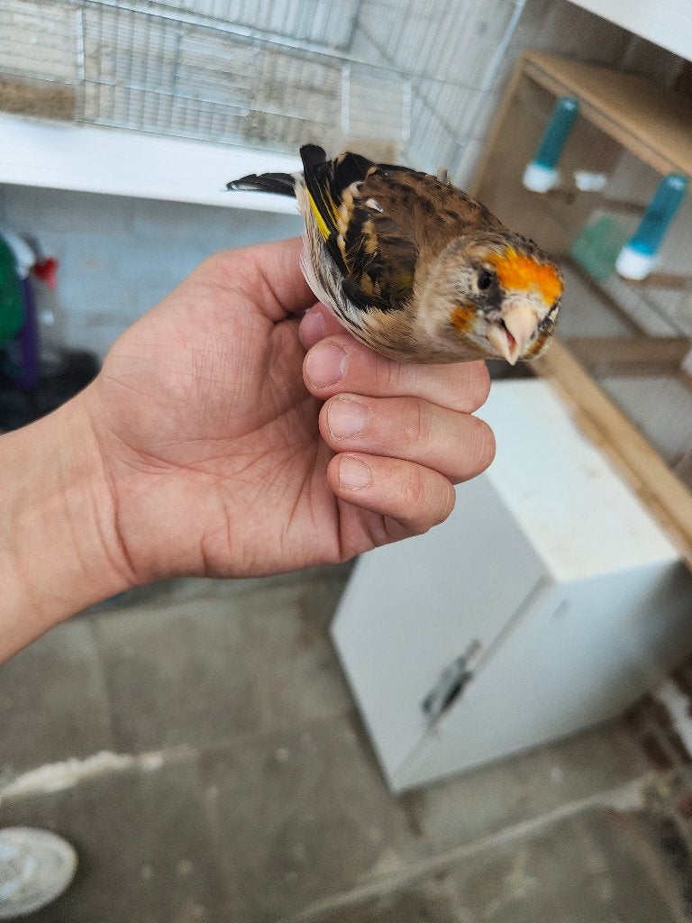 Femelle métis, Animaux & Accessoires, Oiseaux | Canaris, Femelle, Bâtard