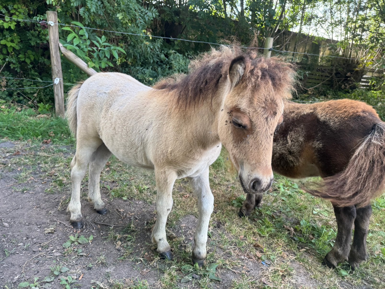 Hengsteveulens met stamboom te koop, Met stamboom, Niet van toepassing, 0 tot 2 jaar, Hengst