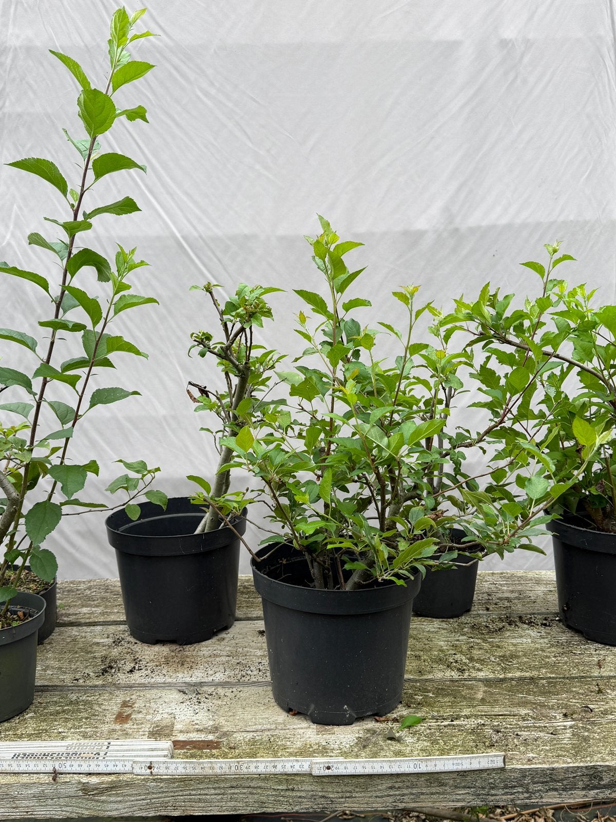 Zes appel boompjes ( voor bonsai), Ophalen of Verzenden