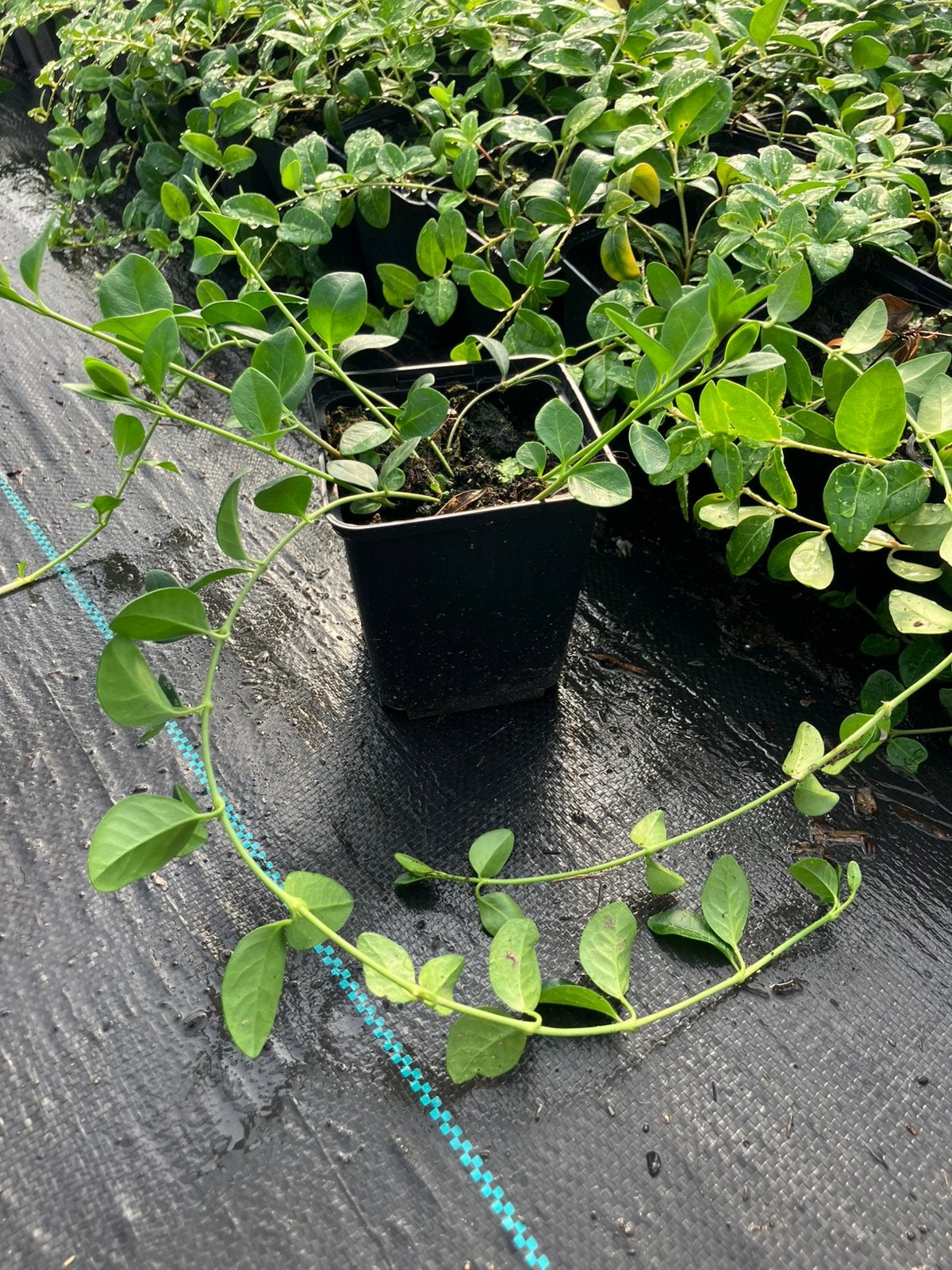 Vinca minor  blauw 0,80€ per stuk, Tuin en Terras, Ophalen