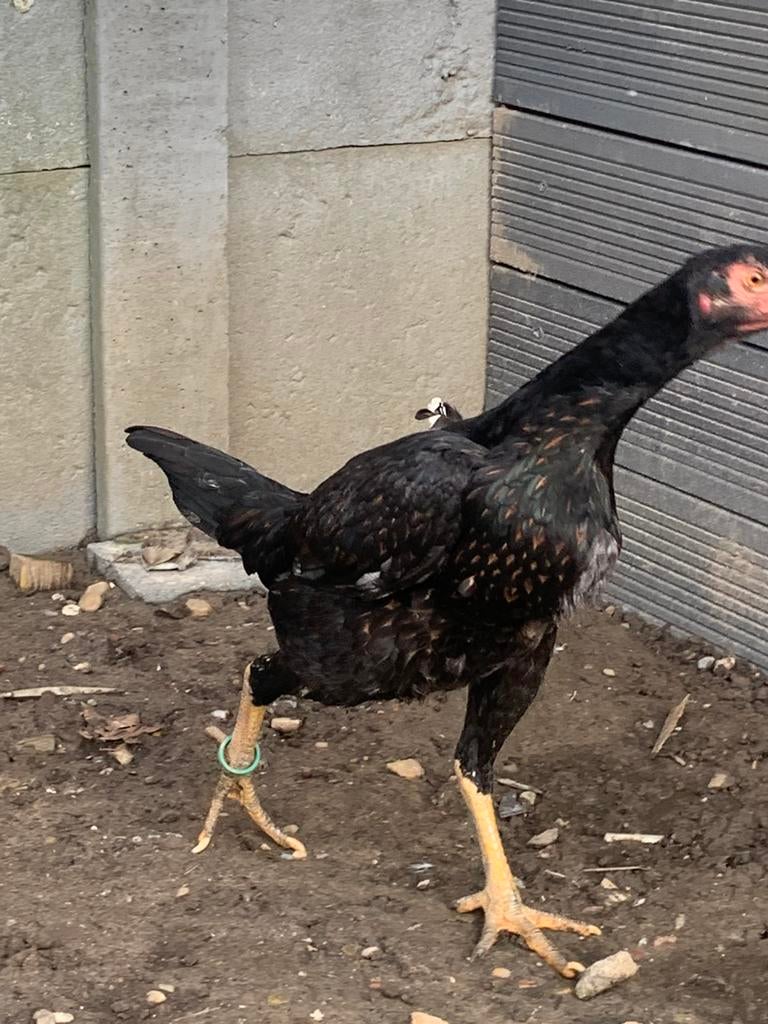 Jonge Shamo hen