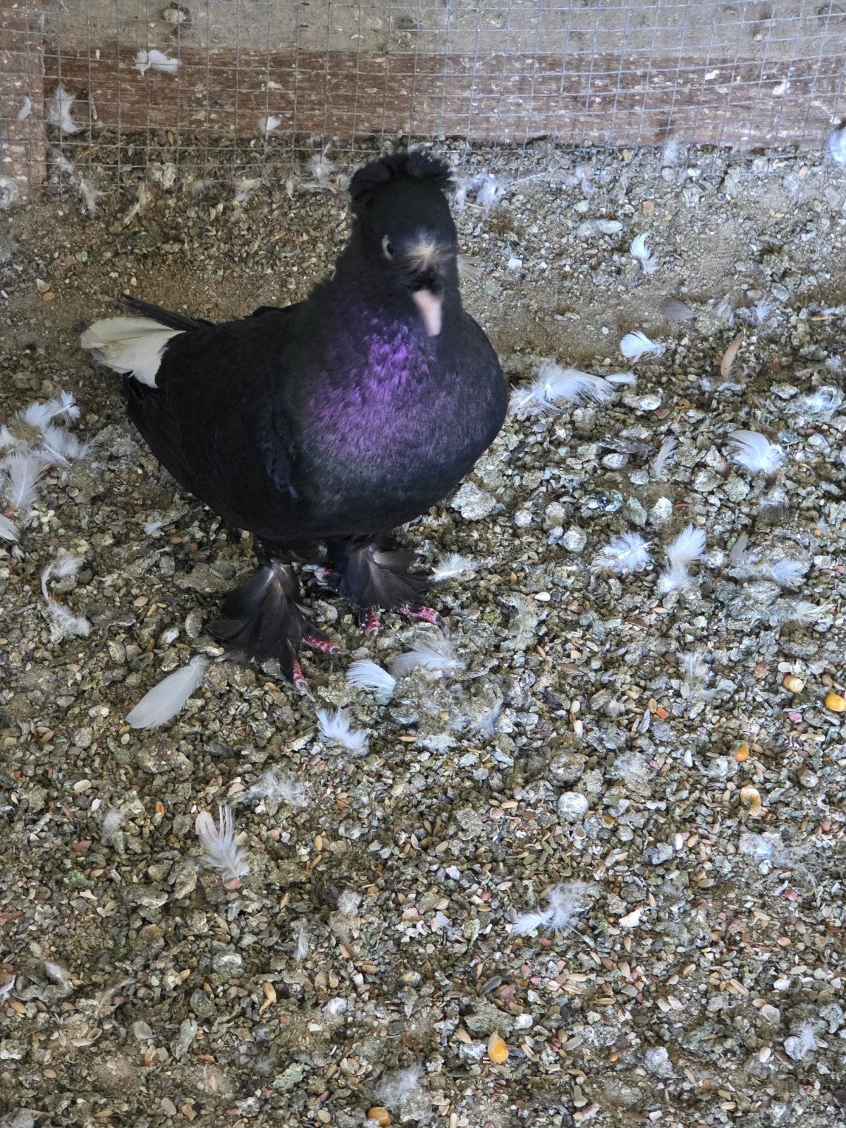 takla, Dieren en Toebehoren