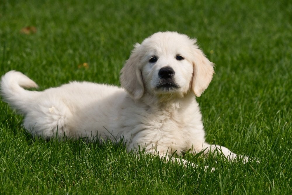 Chiots Golden Retriever à vendre, Animaux & Accessoires, Golden retriever, Chien (mâle), Belgique, Plusieurs