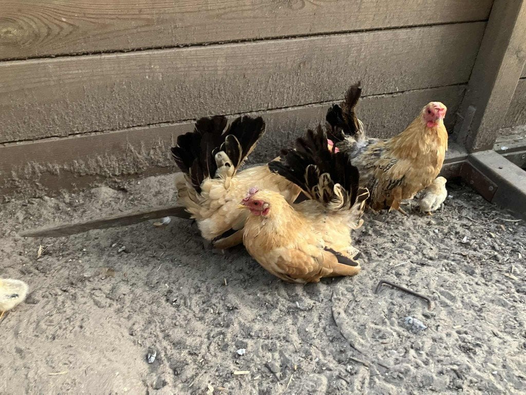 Trio kortpotige Chabo met 4 kuikens