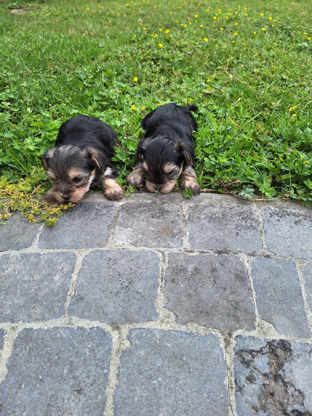 Yorkshire x maltezer pups, Dieren en Toebehoren, Parvo, België, Overige rassen, 8 tot 15 weken
