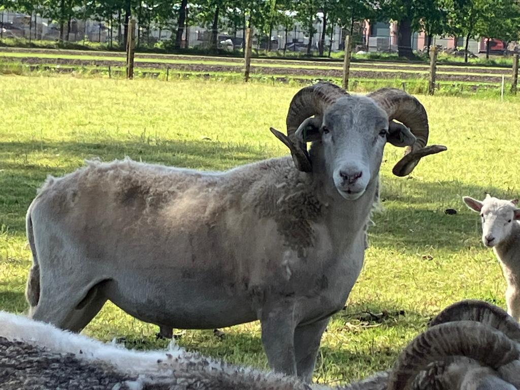 Te koop: Ram / Wiltshire Horn