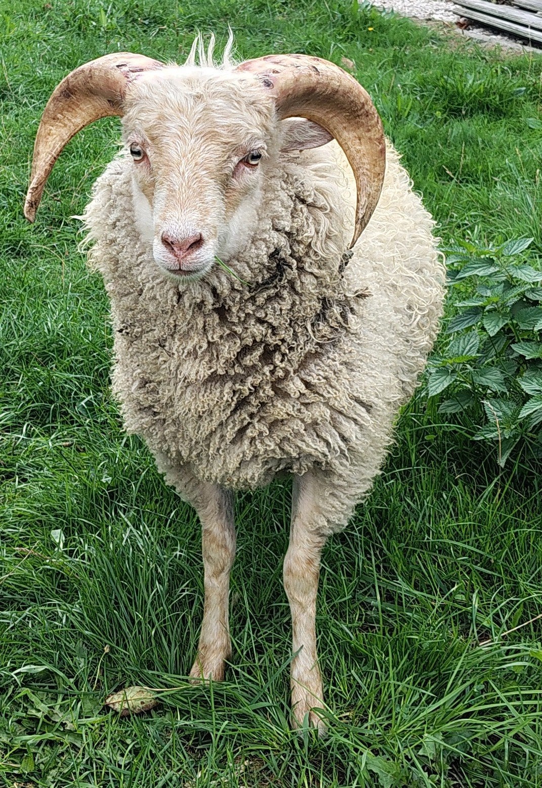 Quessant schaap (klein ras) rammeltje 9 maanden oud