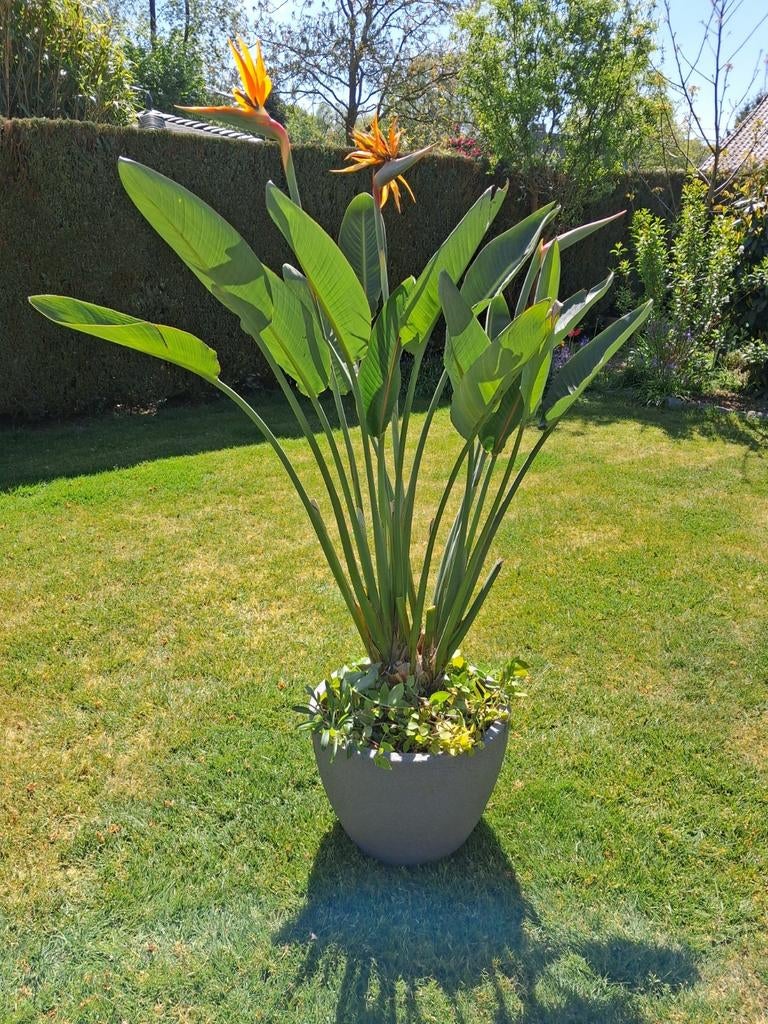 Fleur d'oiseau de paradis Strelitzia, Enlèvement