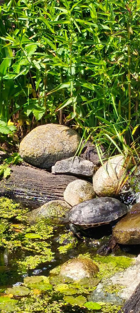 Chinese streepnek. Volwassen vrouw, Dieren en Toebehoren, Reptielen en Amfibieën, Schildpad, 7 tot 10 jaar